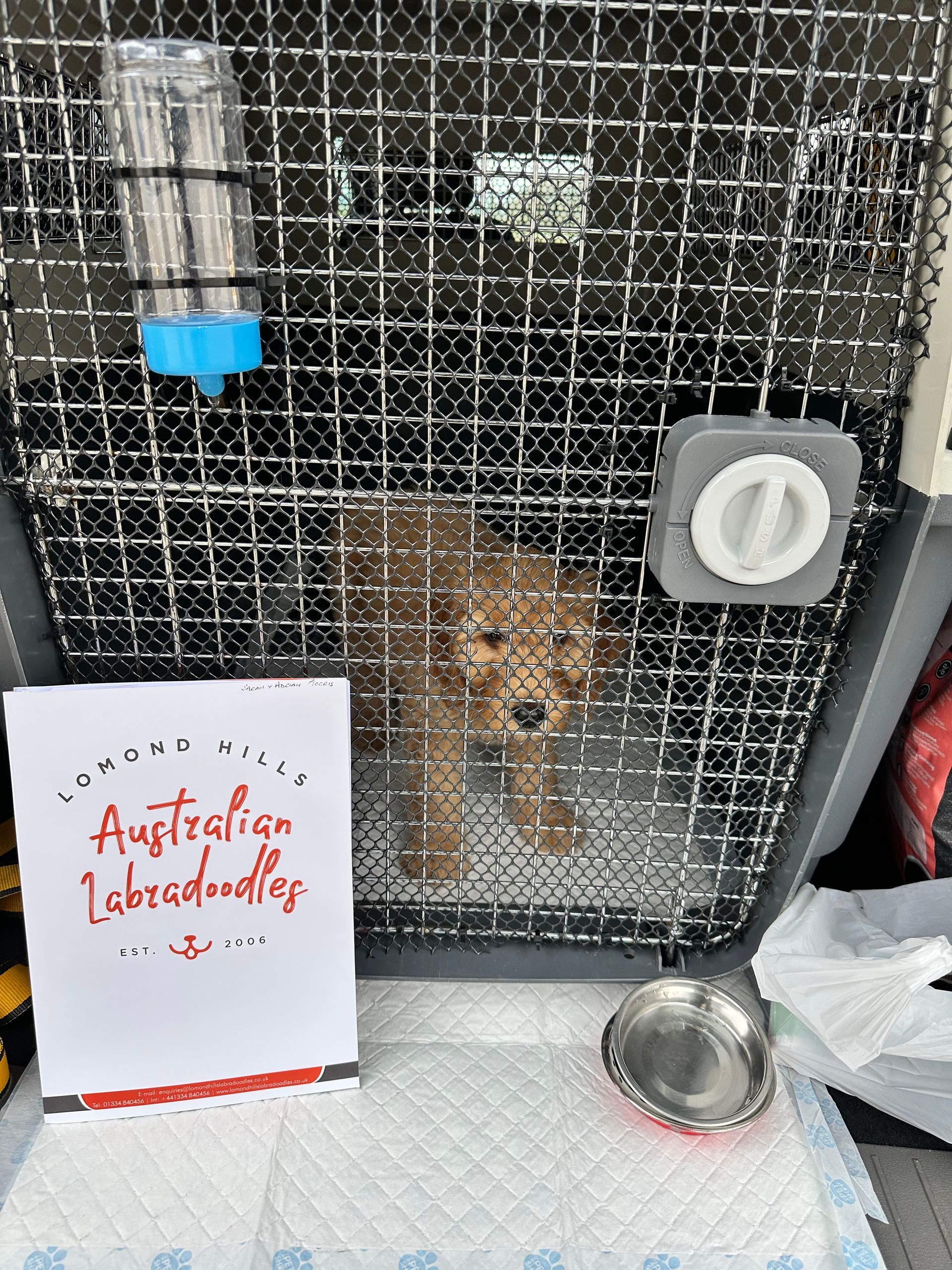 Manchester pet courier 