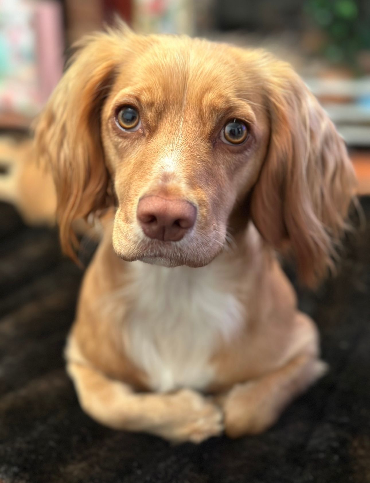 UK pet transportation happy dog transport