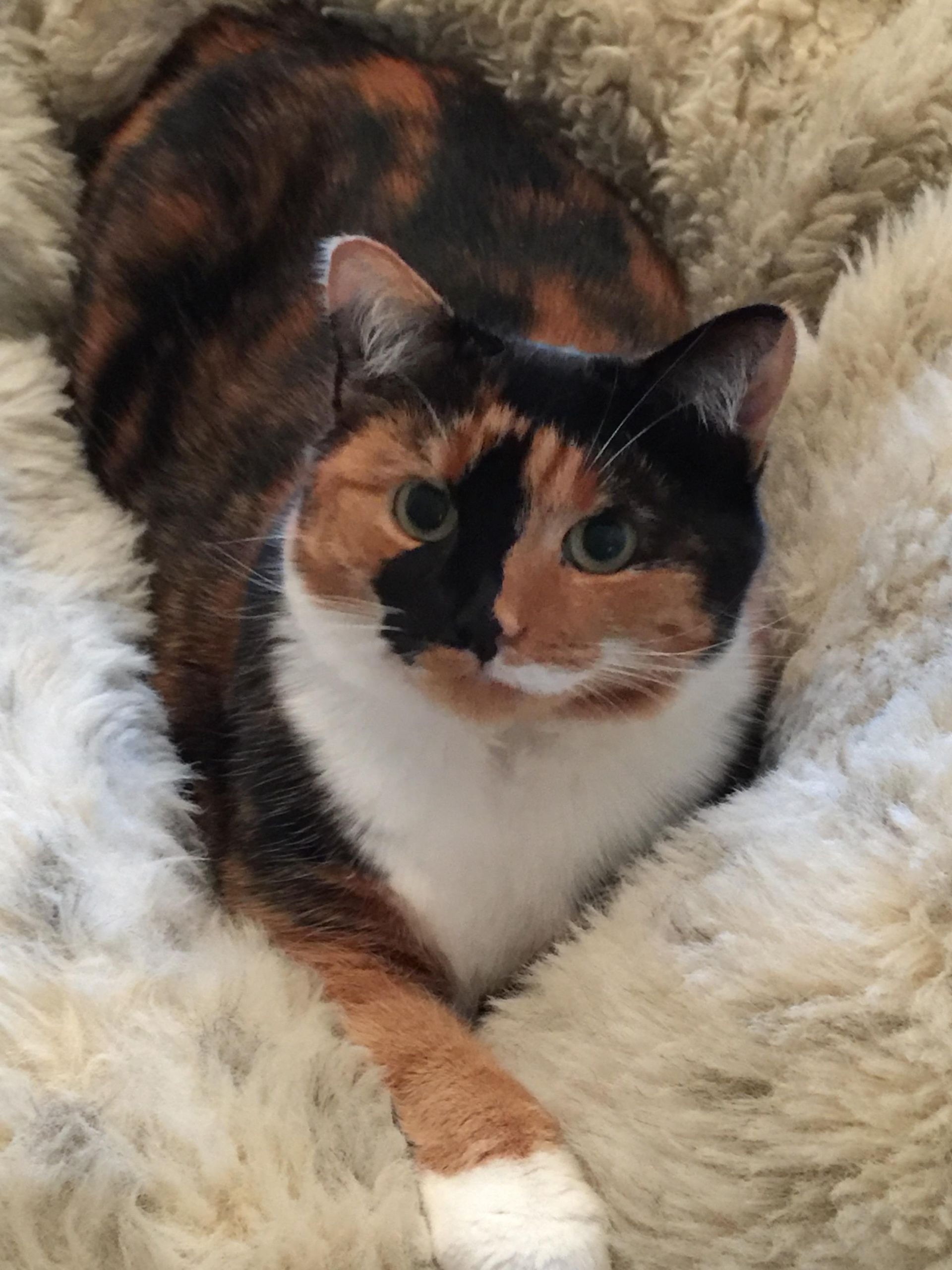 Prestige Pet Services no stress cat transport 