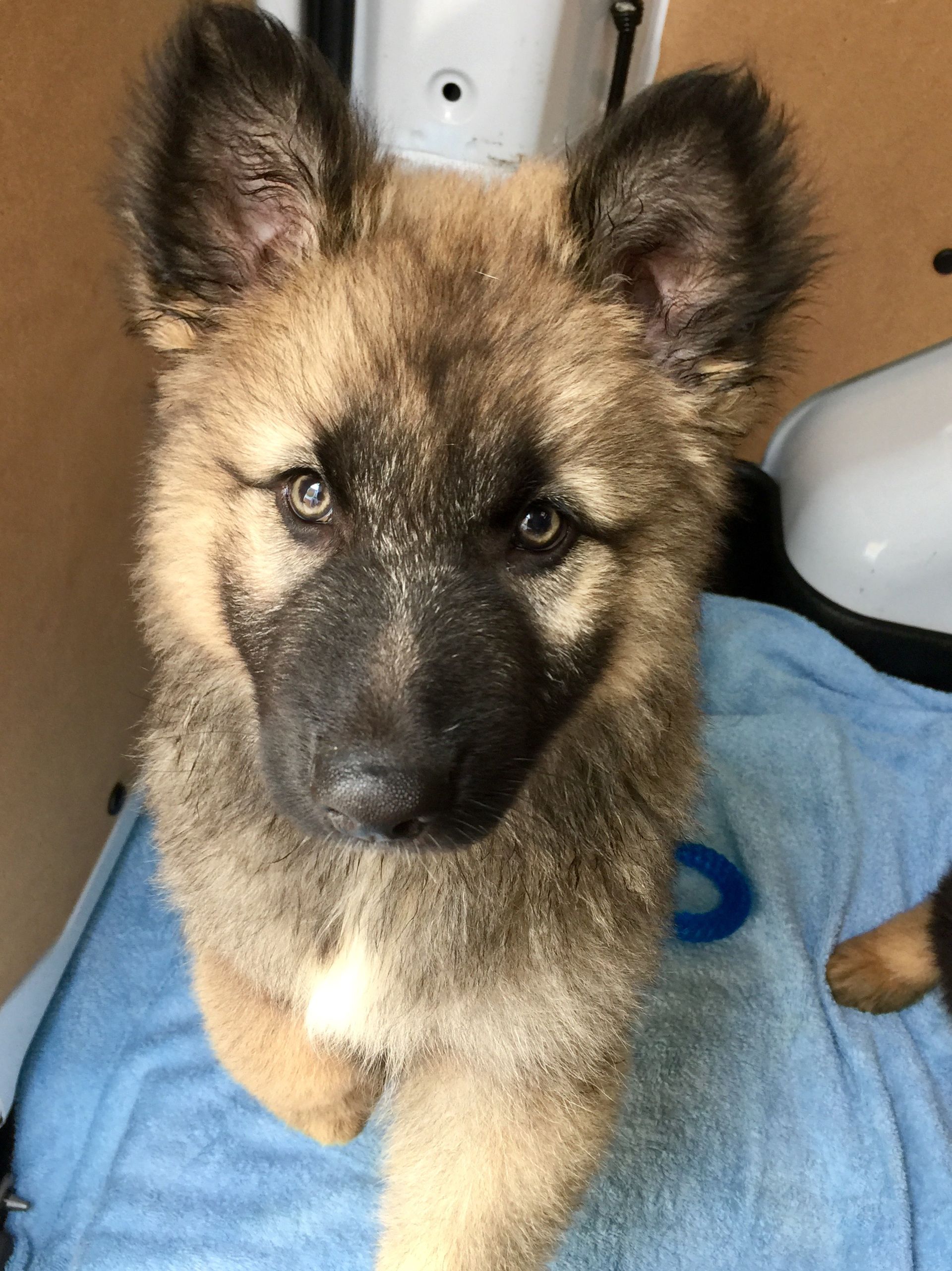 Prestige Pet Services happy puppy transport 