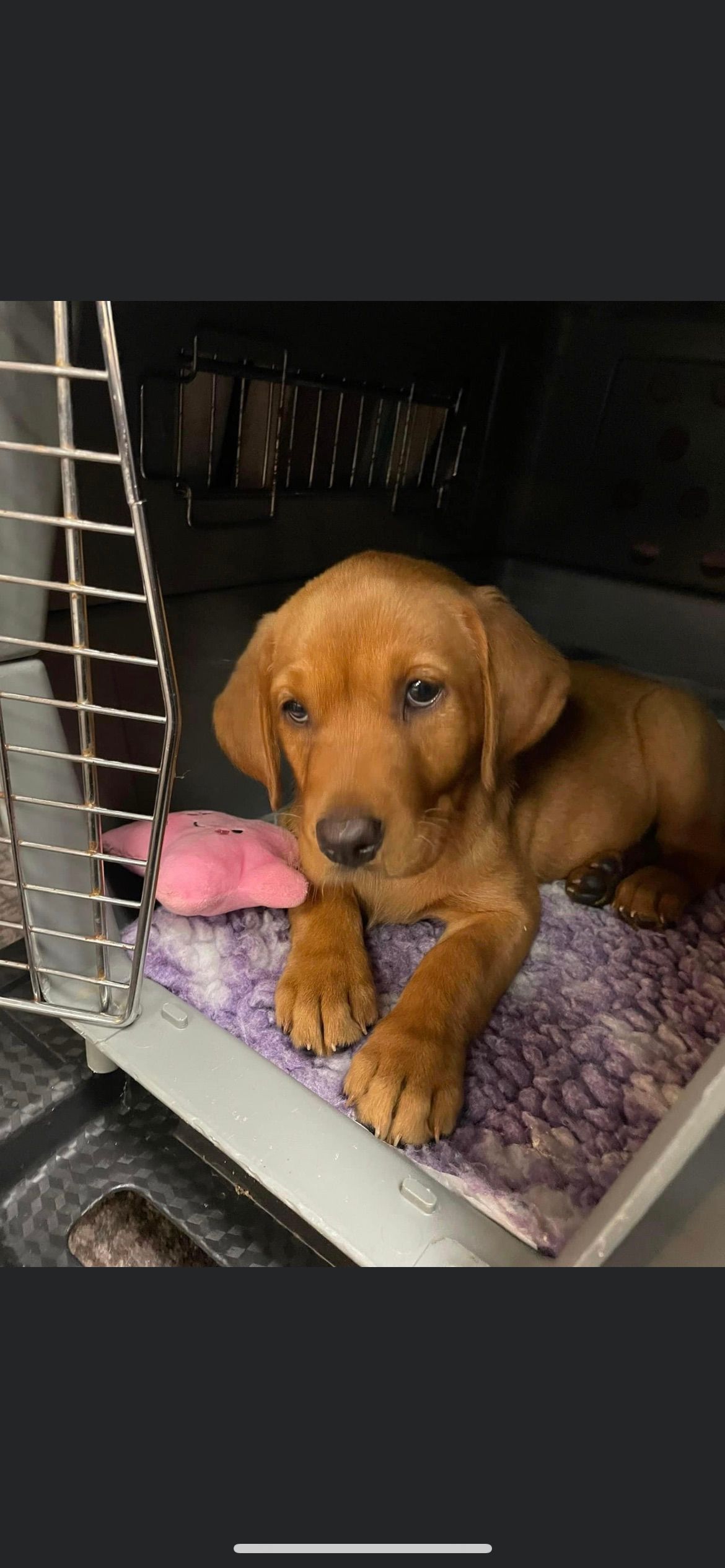 Prestige Pet Services gallery image