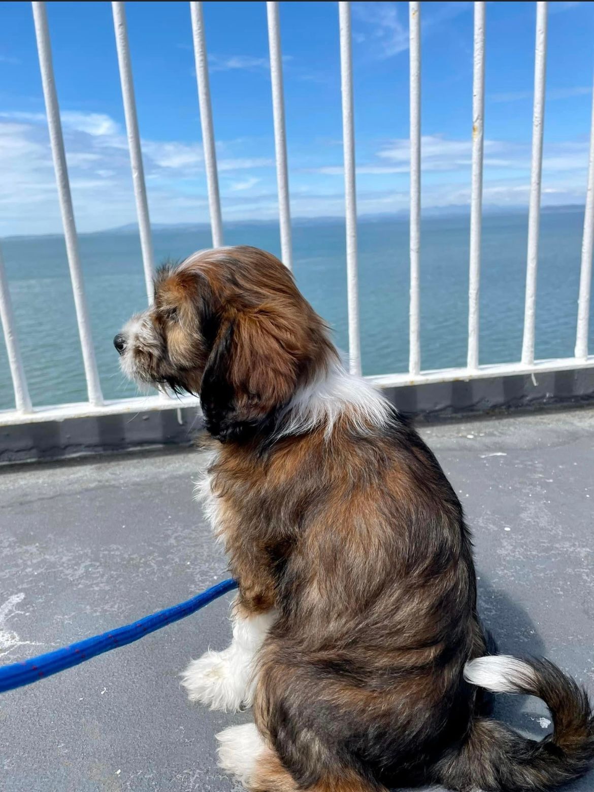 Prestige Pet Services happy pet delivery 