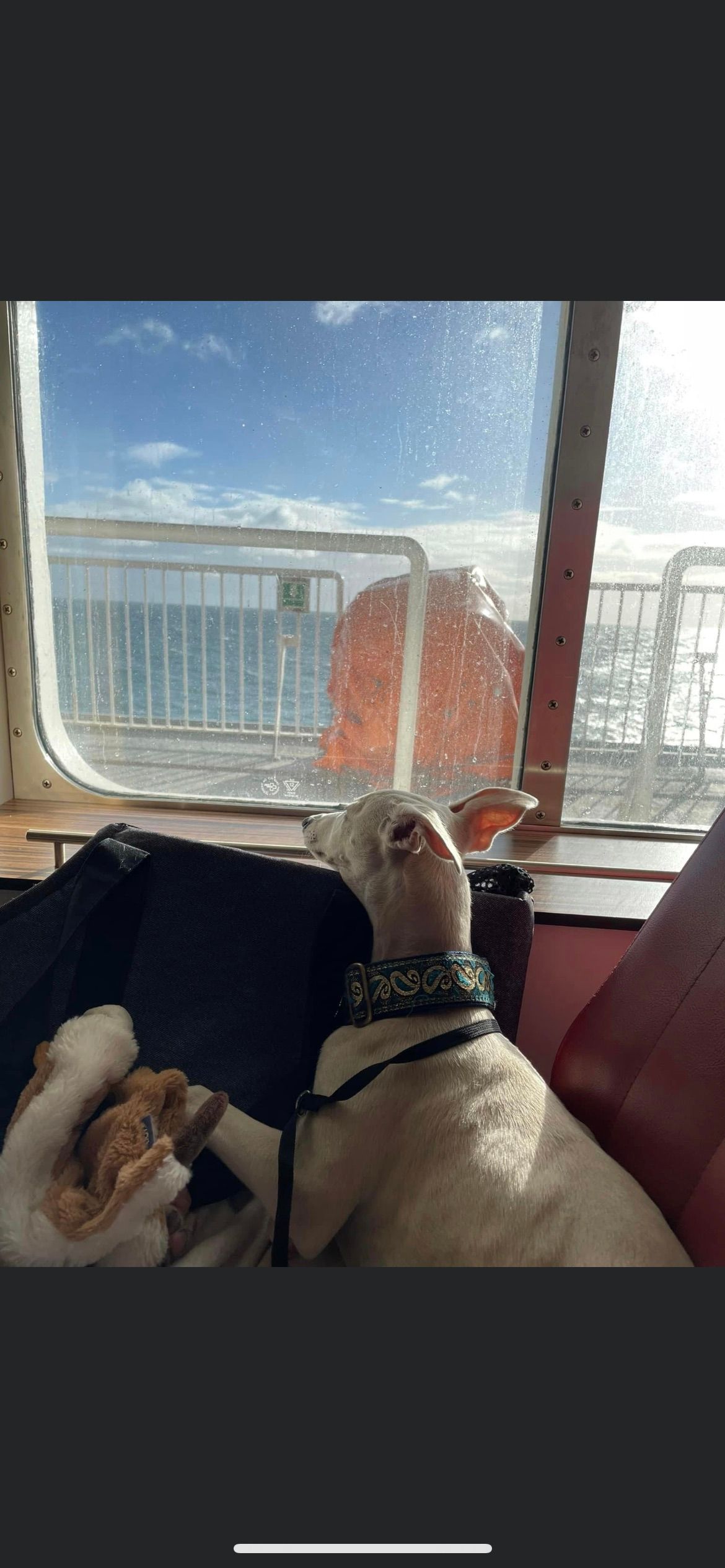 Prestige Pet Services gallery image