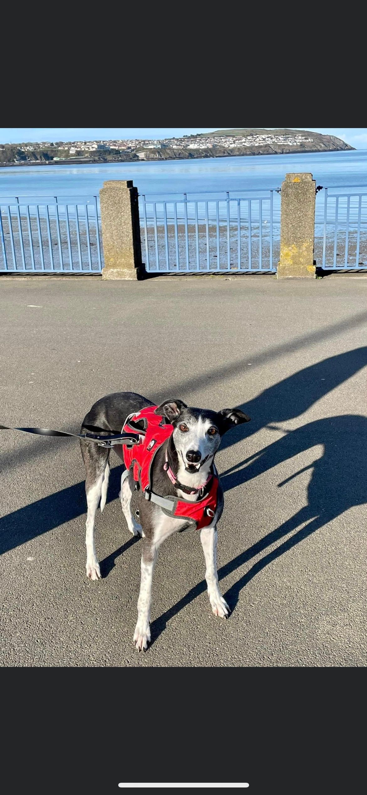 Prestige Pet Services gallery image