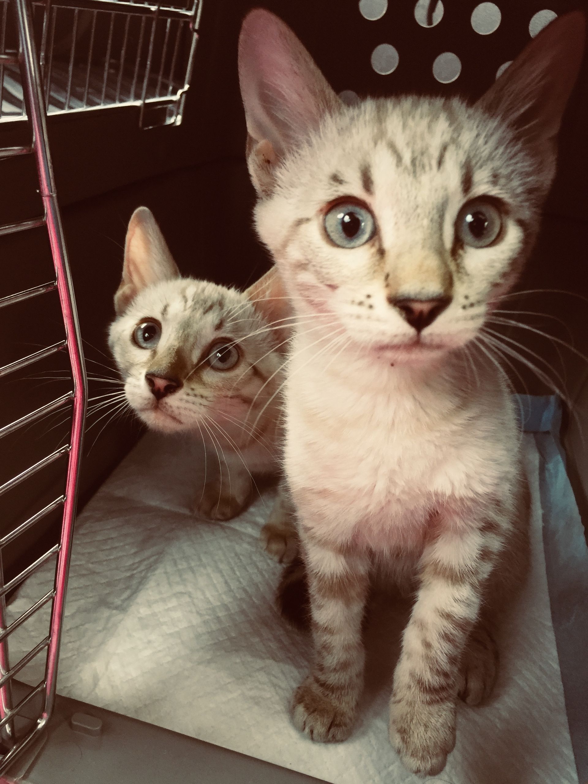 Happy cats no stress transfer 