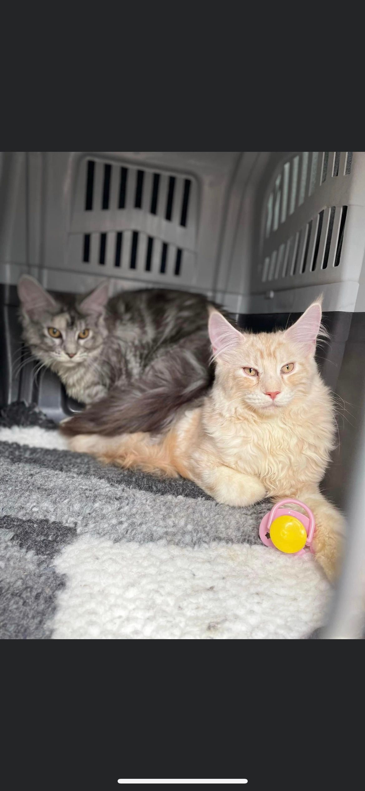 Prestige Pet Services gallery image