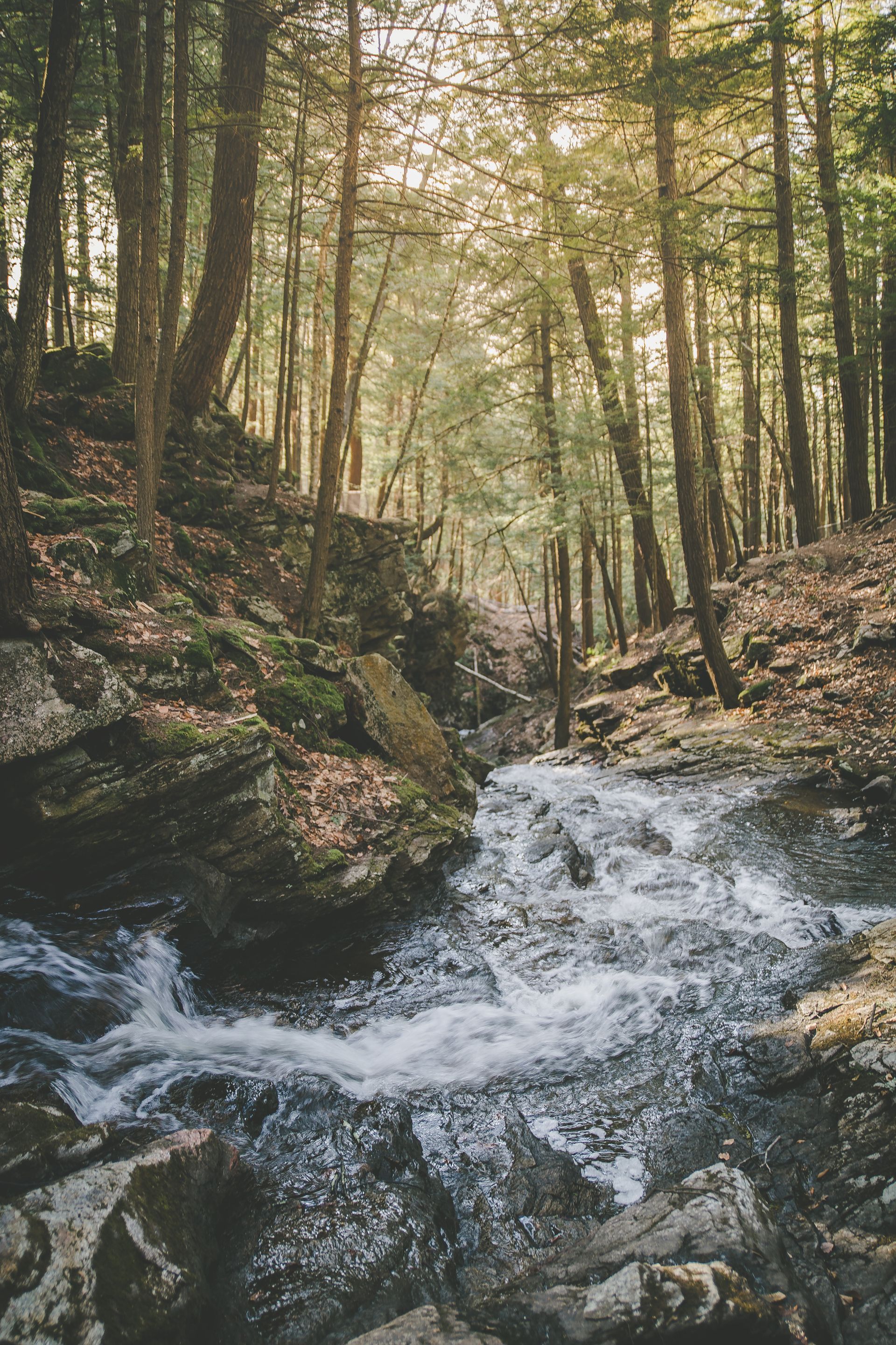 A river flowing through a forest surrounded by trees and rocks.