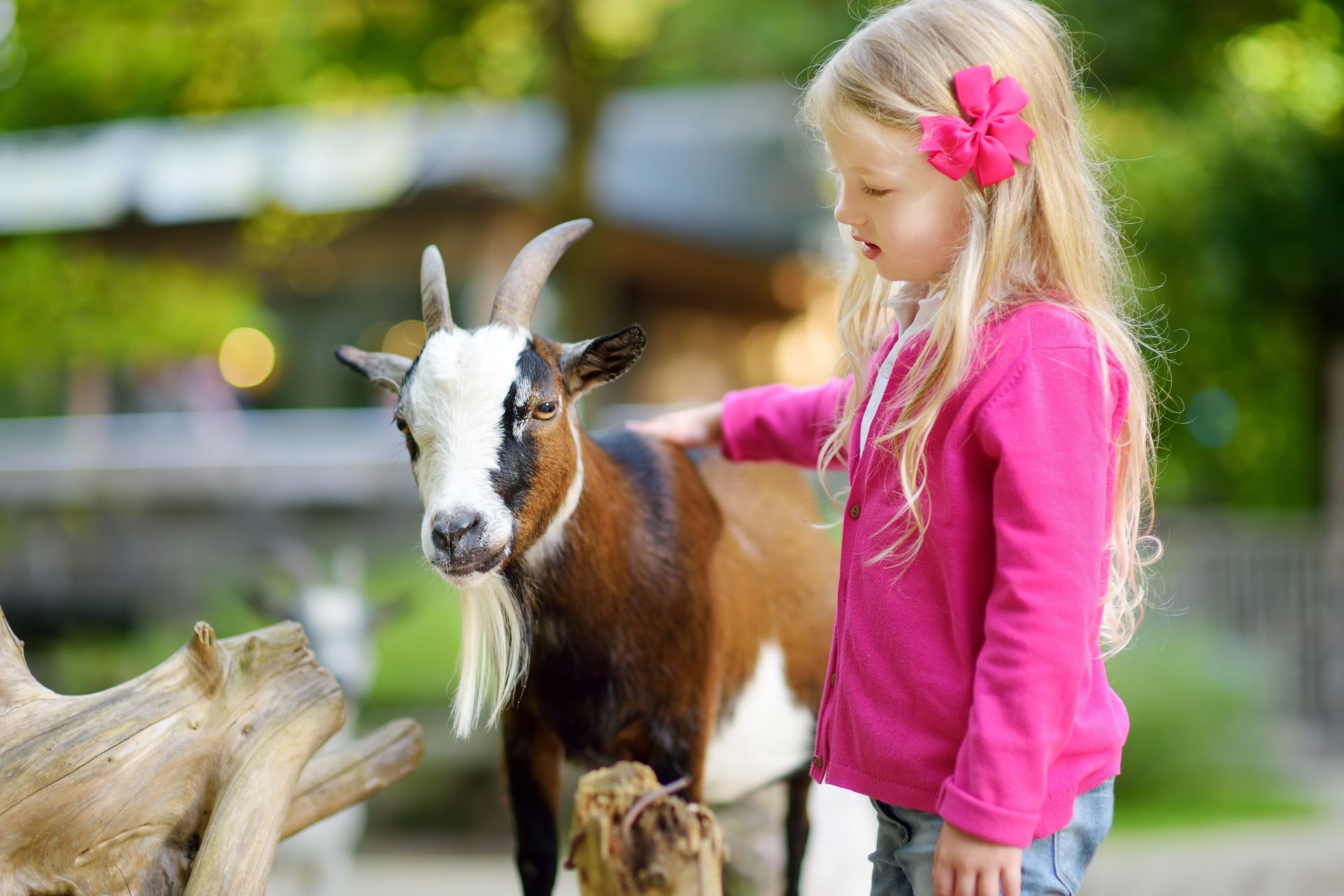 Girl in pink jacket petting a brown and white goat at an outdoor petting zoo.