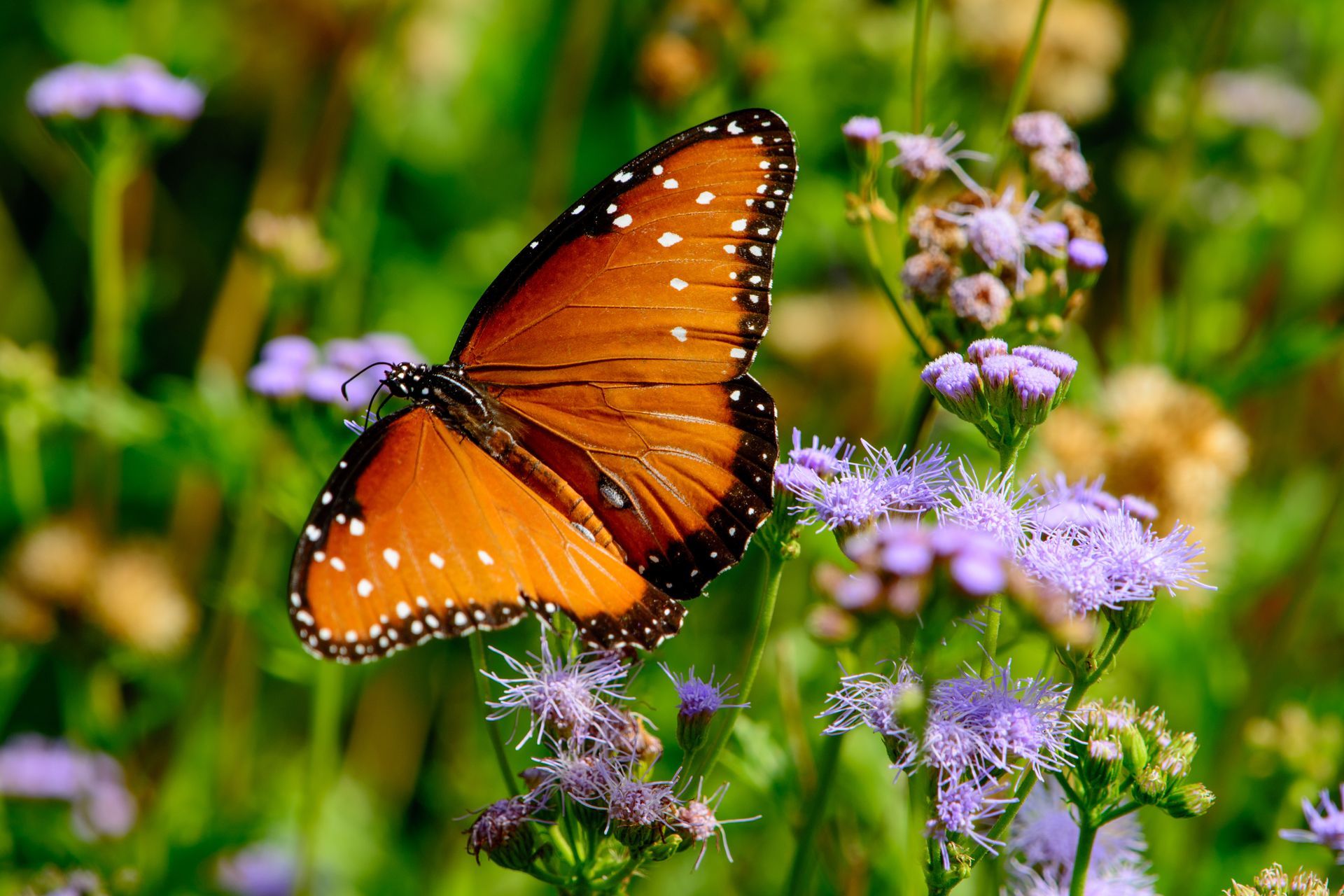 A bright orange butterfly with white-spotted black borders resting on a cluster of small, fuzzy purple flowers.