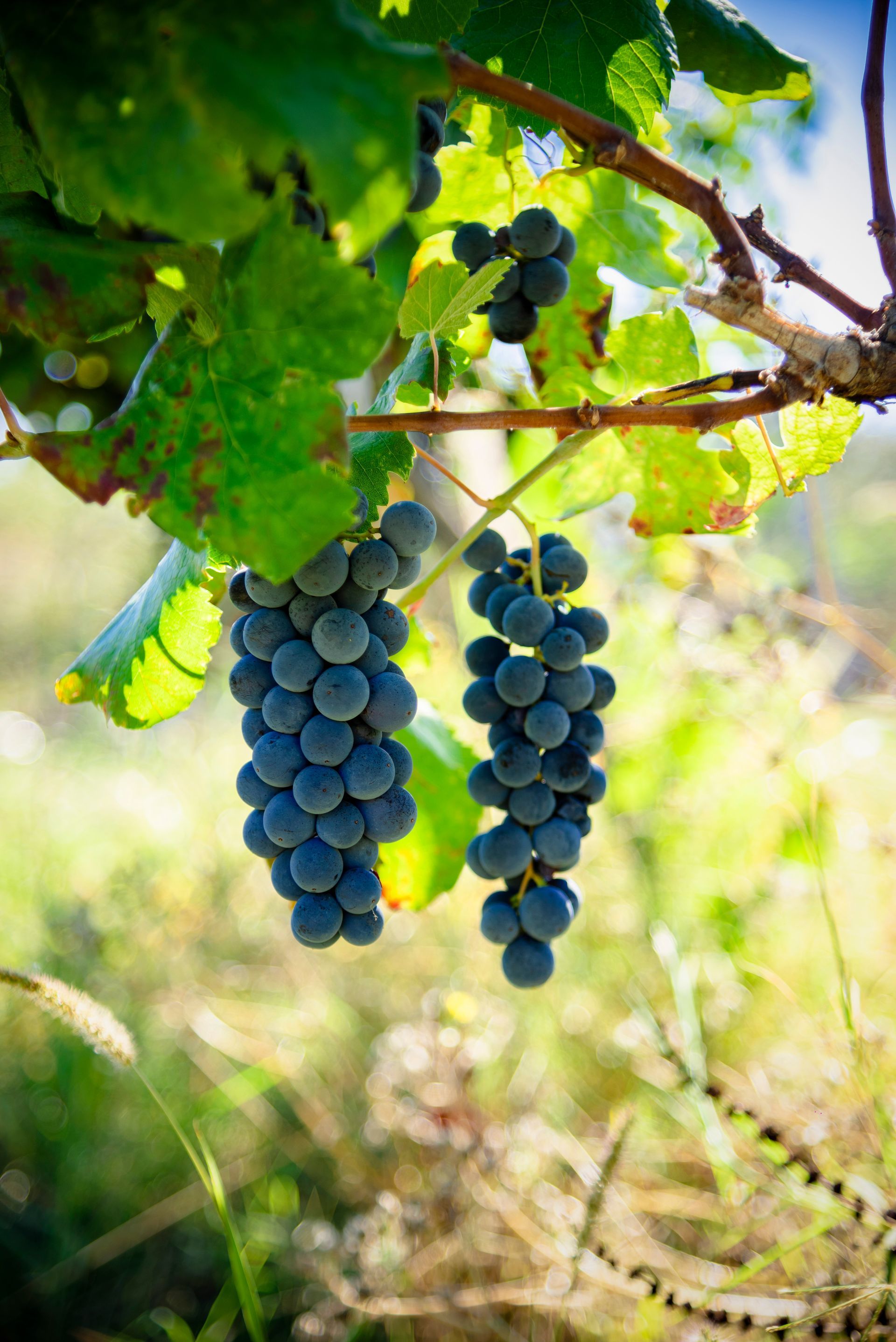 Clusters of dark grapes hang from a vine, with green leaves and a blurred sunny background.