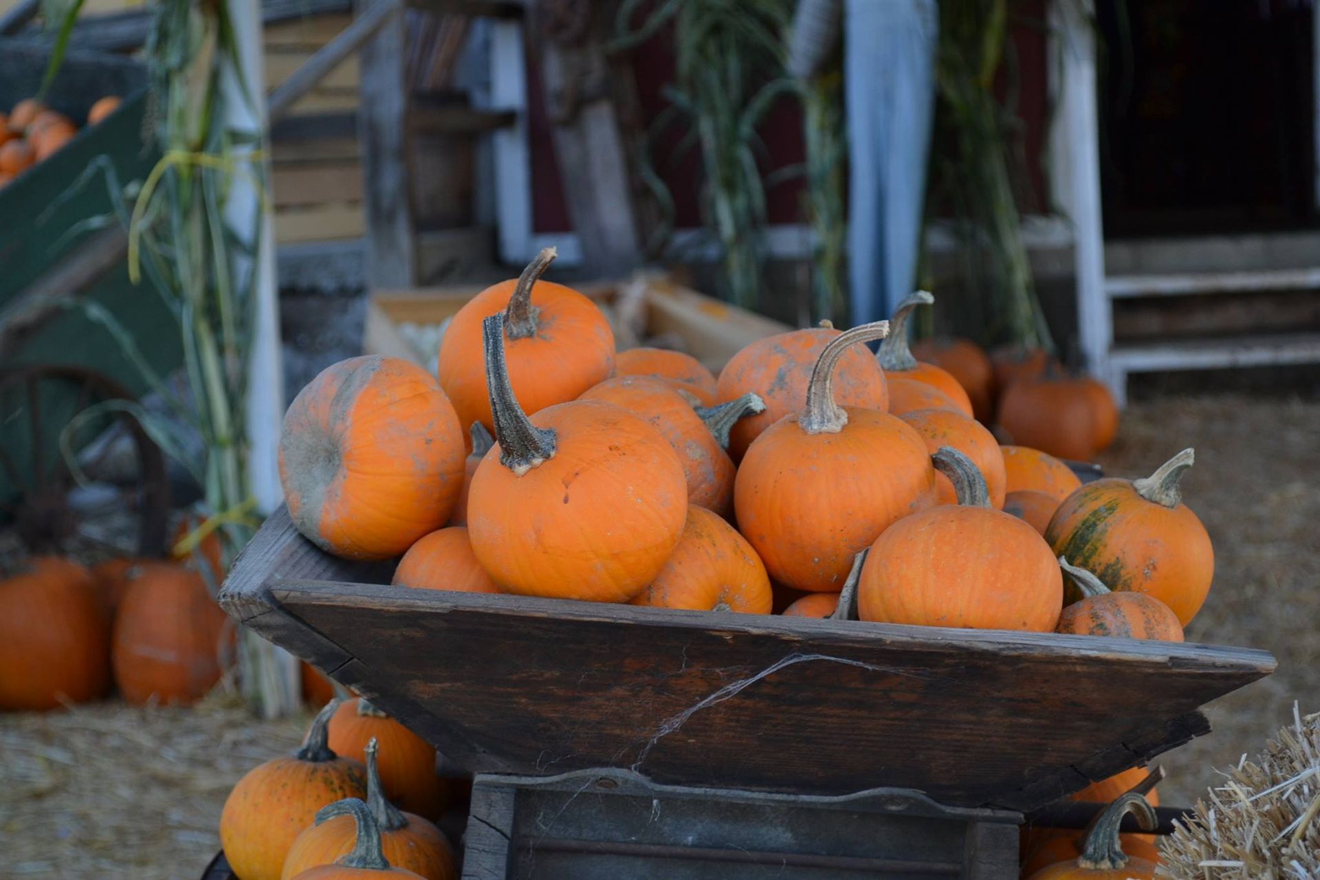 A wooden wheelbarrow filled with pumpkins at a pumpkin patch.