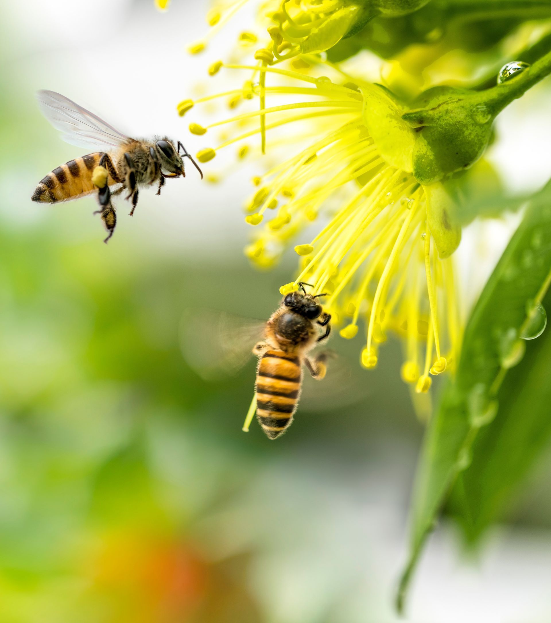 Two bees are flying around a yellow flower.
