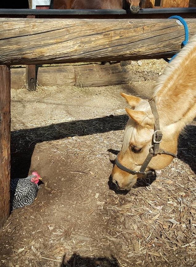 A horse is eating hay next to a chicken