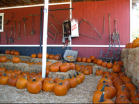 Pumpkin patch and crafts at the greenspot farms pumpkin patch