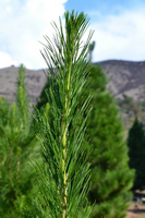 A close up of a pine tree with mountains in the background.