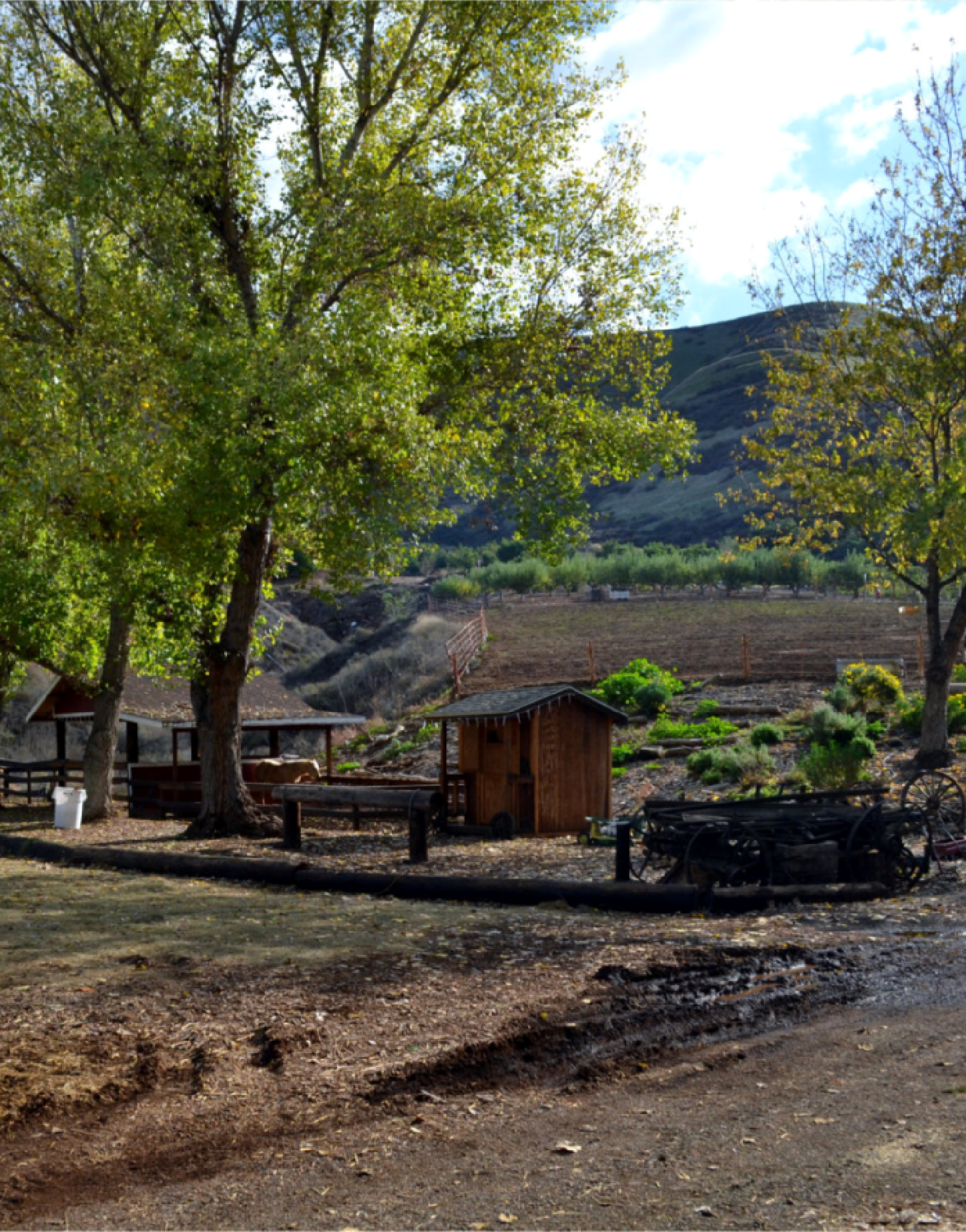 Scenic beauty of Greenspot Farms Pumpkin Patch and Christmas Tree Farm in the Inland Empire Area of Southern California