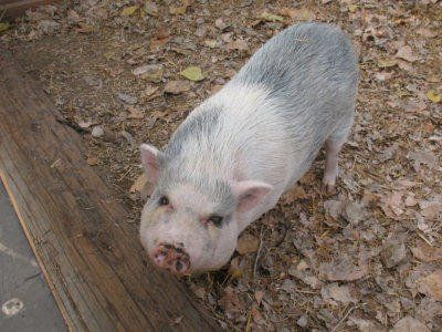 Greenspot Farms Inland Empire - Farm animals, pig, cows, chickens, horses and more.