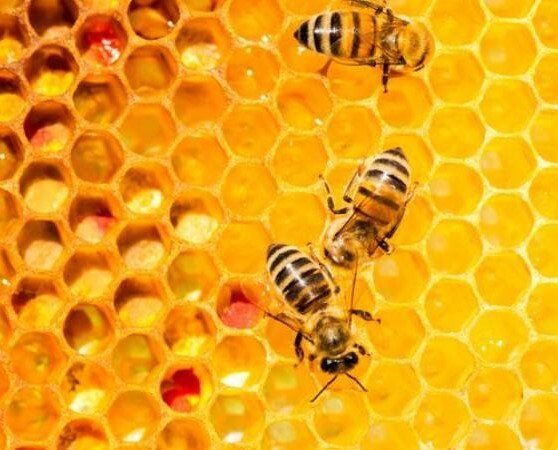 A close up of three bees on a honeycomb.