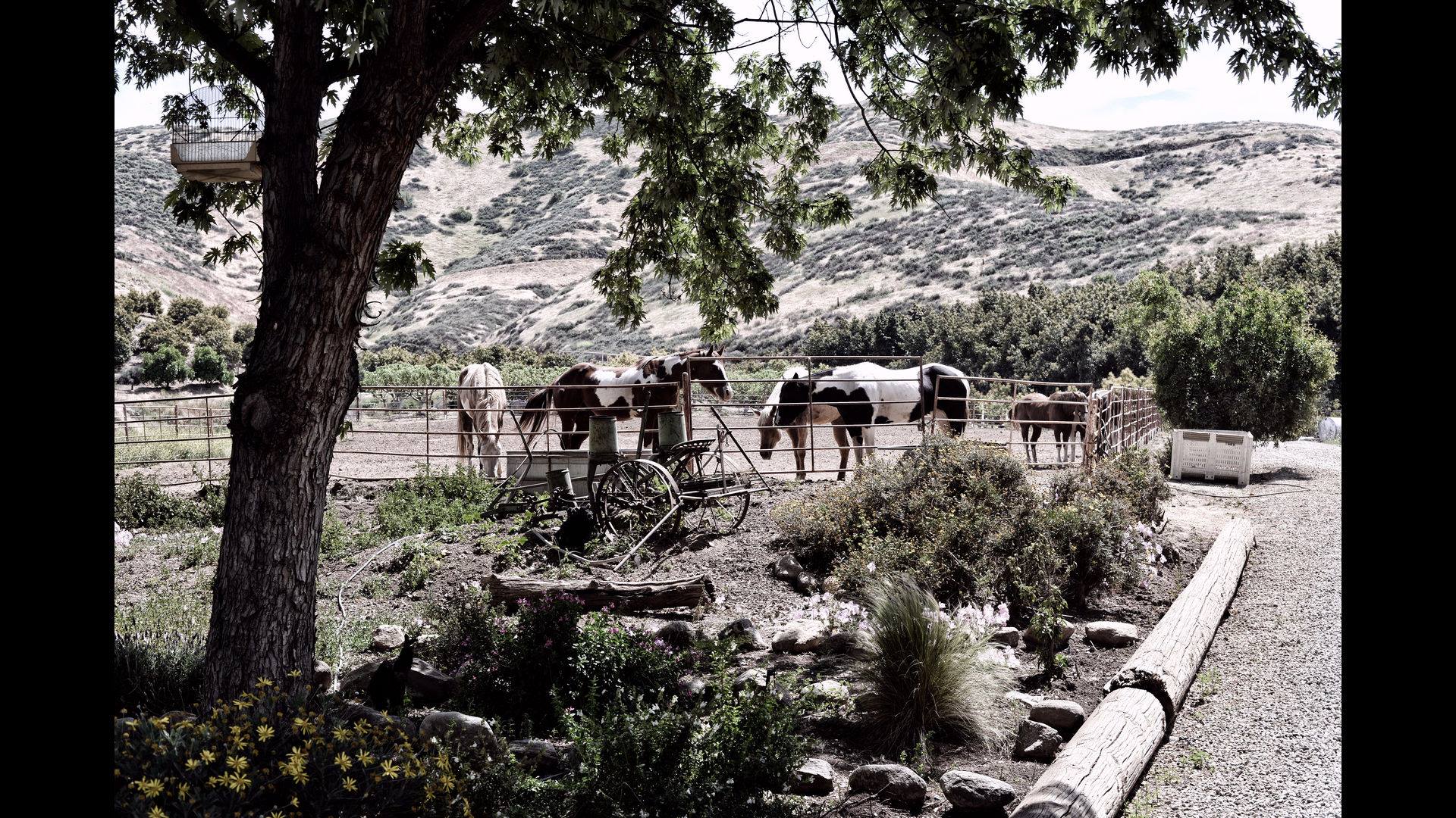 Horses  in corral with an old farm implement rocks and greenery in the forground and mountains in the background beautiful scenic setting