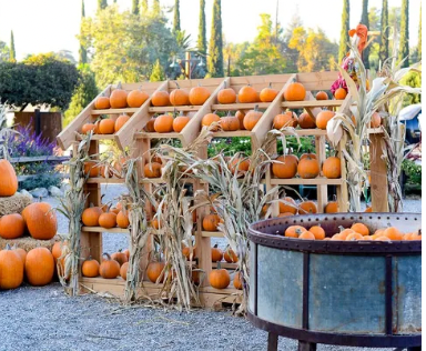 A bunch of pumpkins are displayed on a wooden shelf
