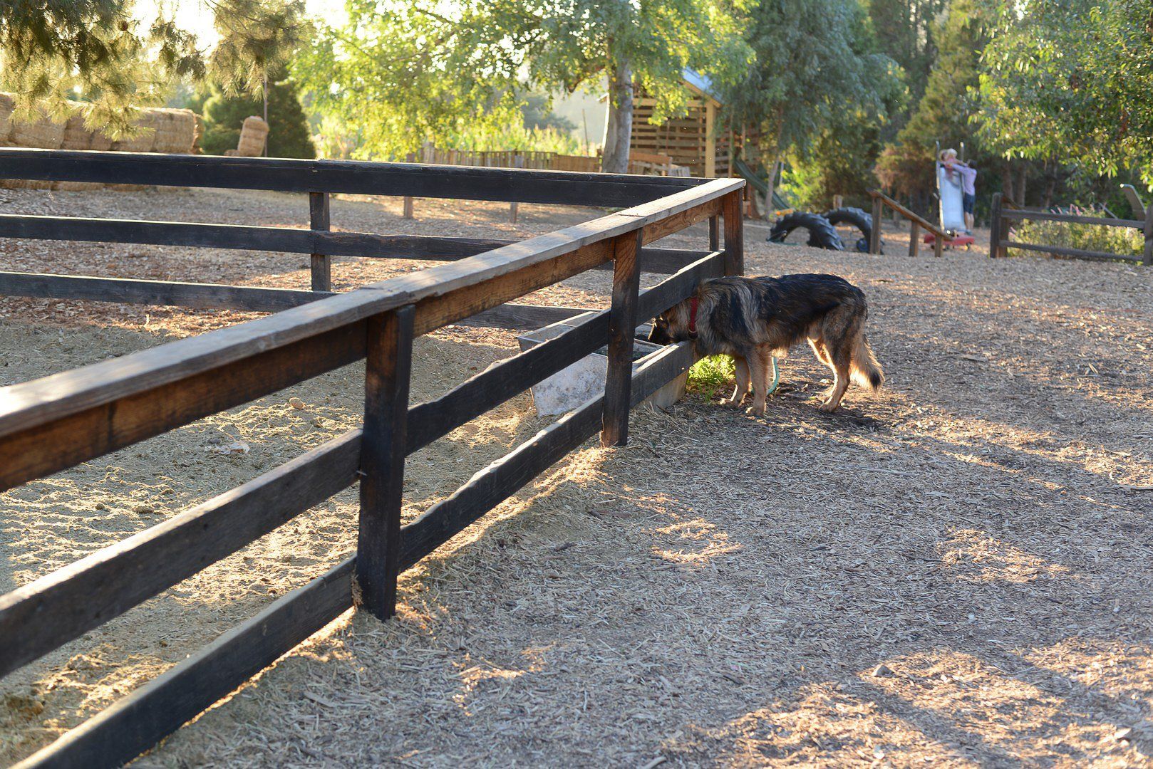 Small animal Fence with a dog drinking water from a feed bucket at the Pumpkin Farm in Mentone CA