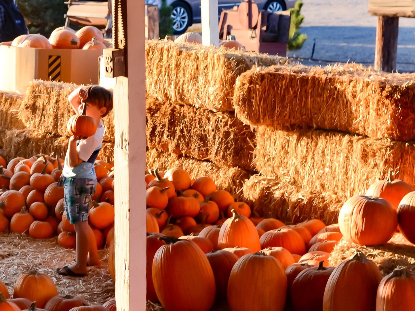 Kid holding a fresh picked pumpkin at Greenspot Farms Pumpkin Patch in Mentone CA