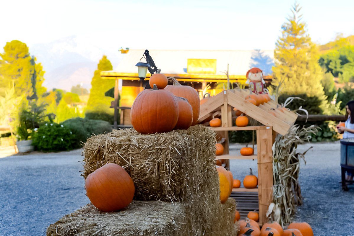 Pumpkin patch greenspot farms inland empire.