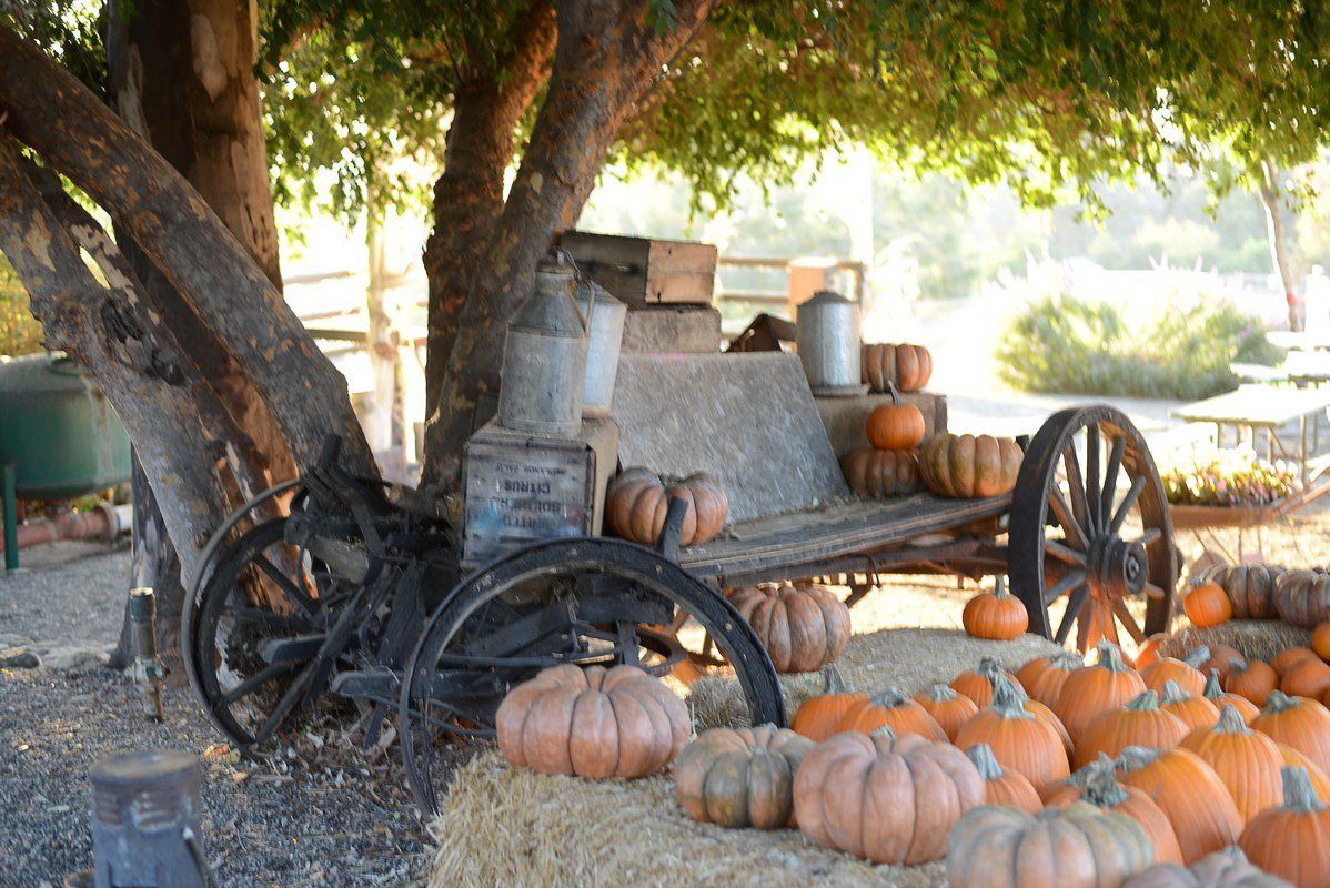 Pumpkins displayed on an old farm wagon and straw bales under a shade tree at Greenspot Farms Durring Halloween 2018 Festivities