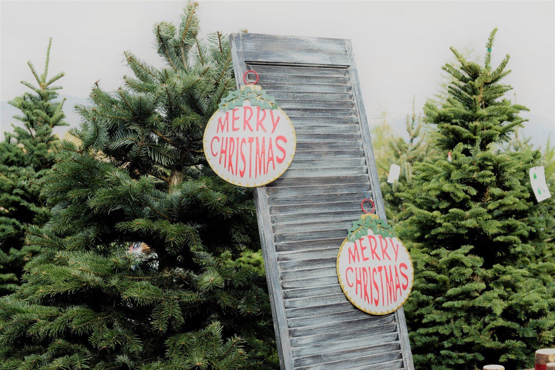 Reindeer and Santa at Greenspot Farms