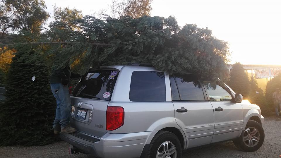 Freshly cut christmas tree on the roof of an SUV at the farm