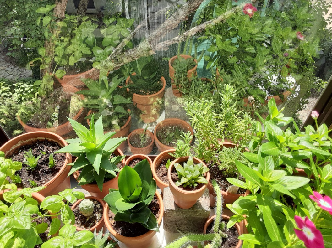 A bunch of potted plants are sitting on a window sill.