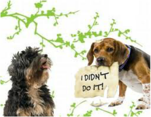 Pet odor Removal St Paul,Mn