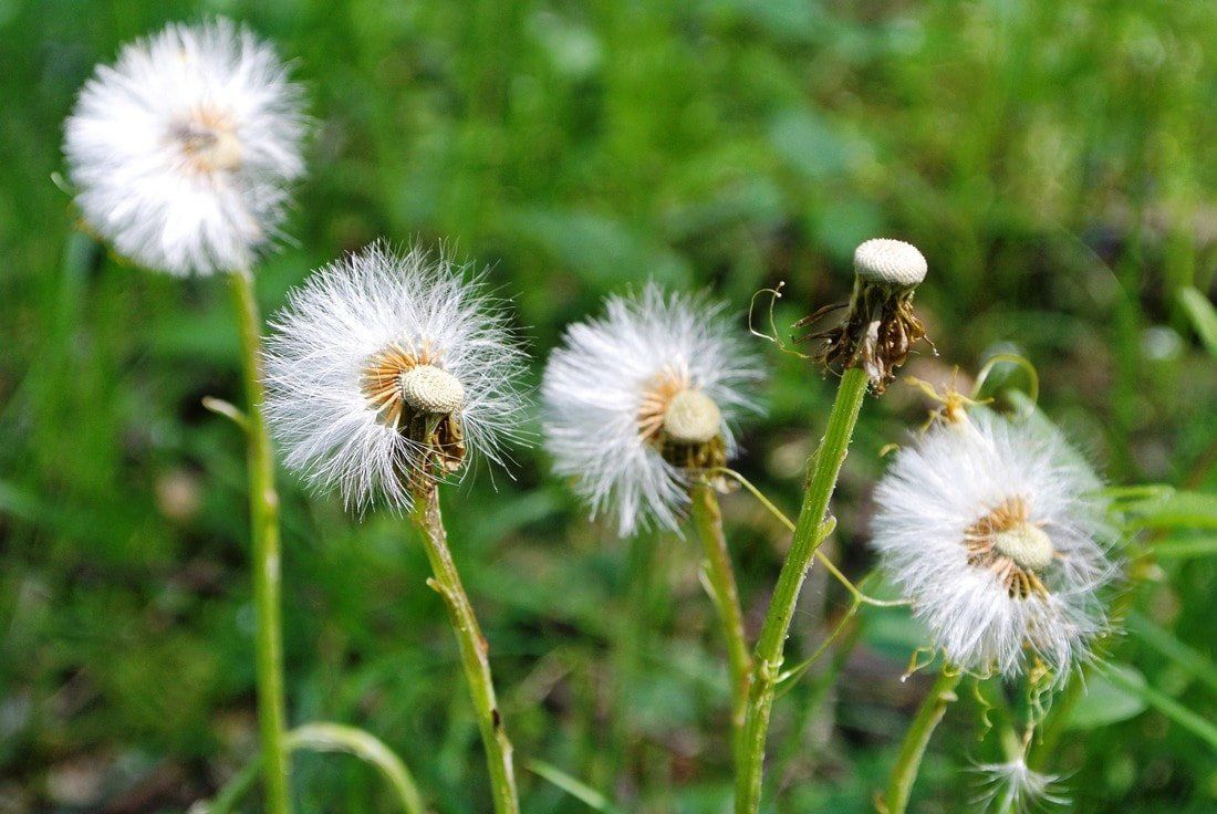 allergy carpet care st paul