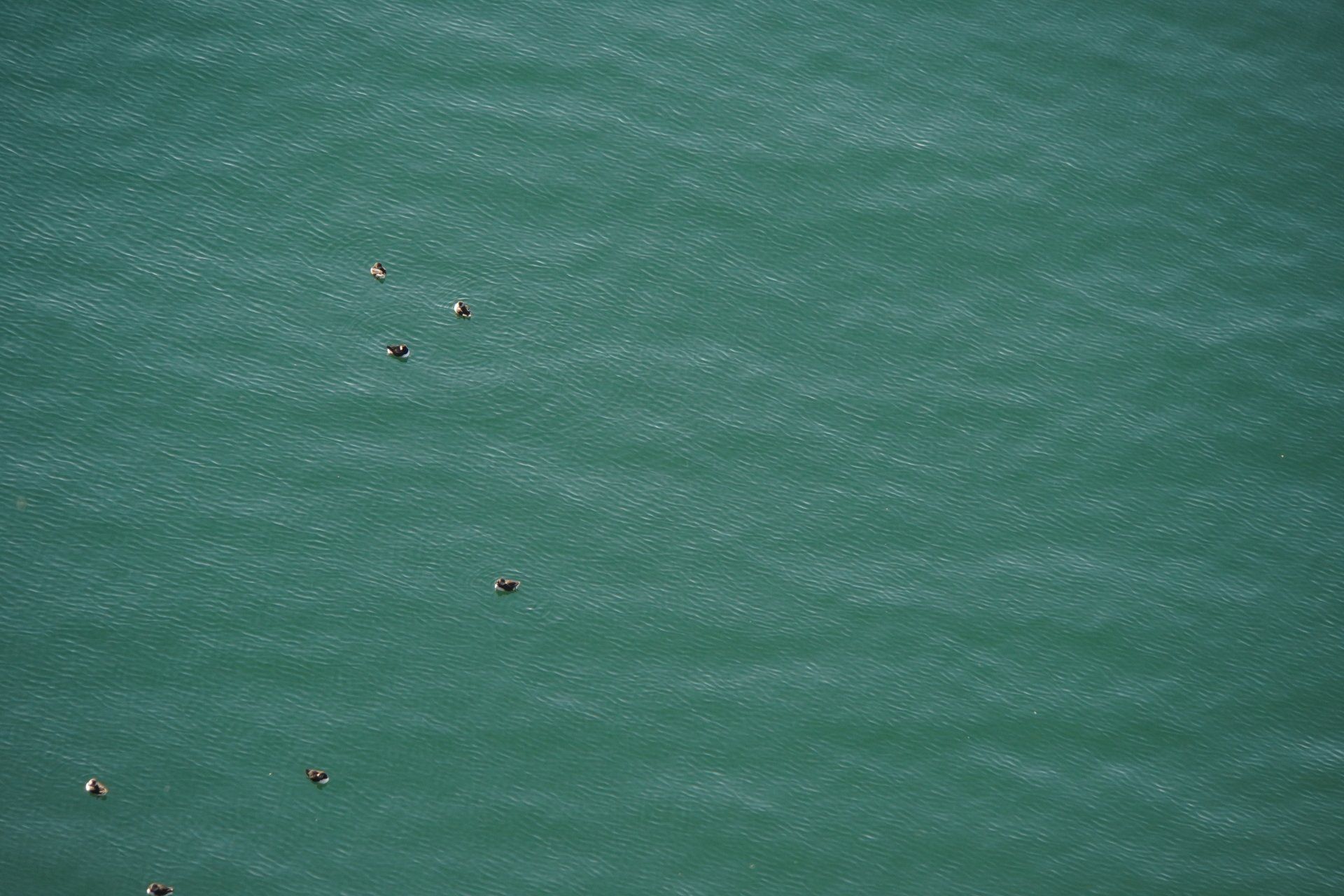 Floating Pufiin