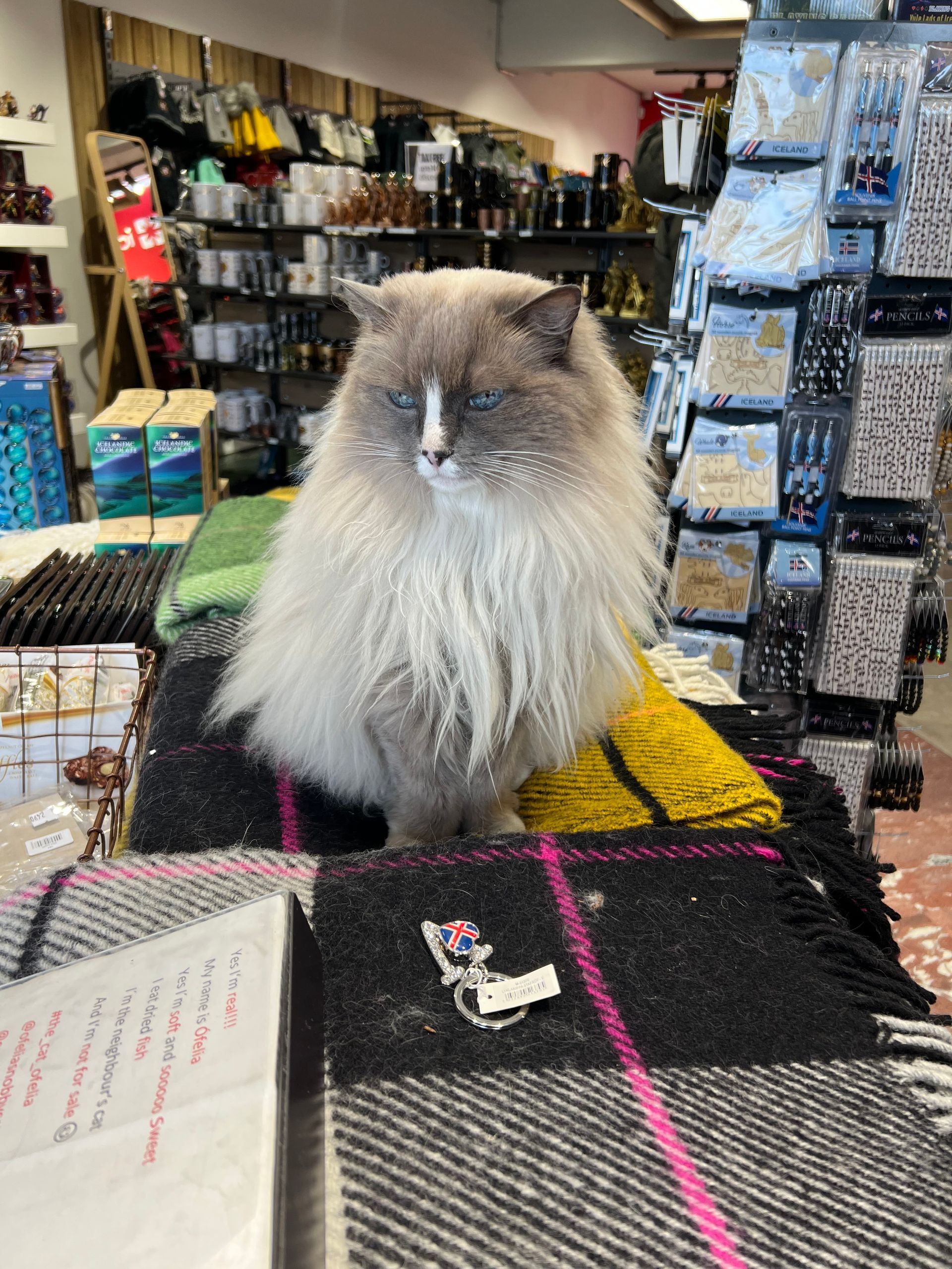 猫の街レイキャヴィーク