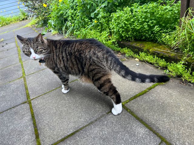 猫の街レイキャヴィーク