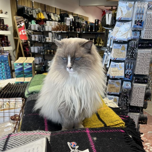 猫の街レイキャヴィーク