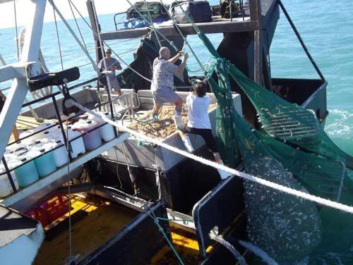 Fishermen unloading fishes onto their boat