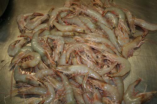 Prawns