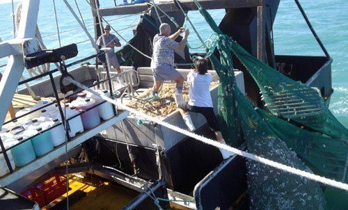 Fishermen unloading fishes onto their boat
