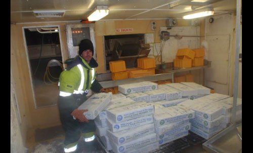 Worker working at Jowter Seafoods Pty Ltd