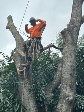 Person in an orange shirt stands in a tree, raising a tool or rope overhead.