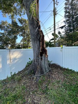 Large tree trunk with a hollow base in a fenced yard, with power lines overhead and ivy growing on it