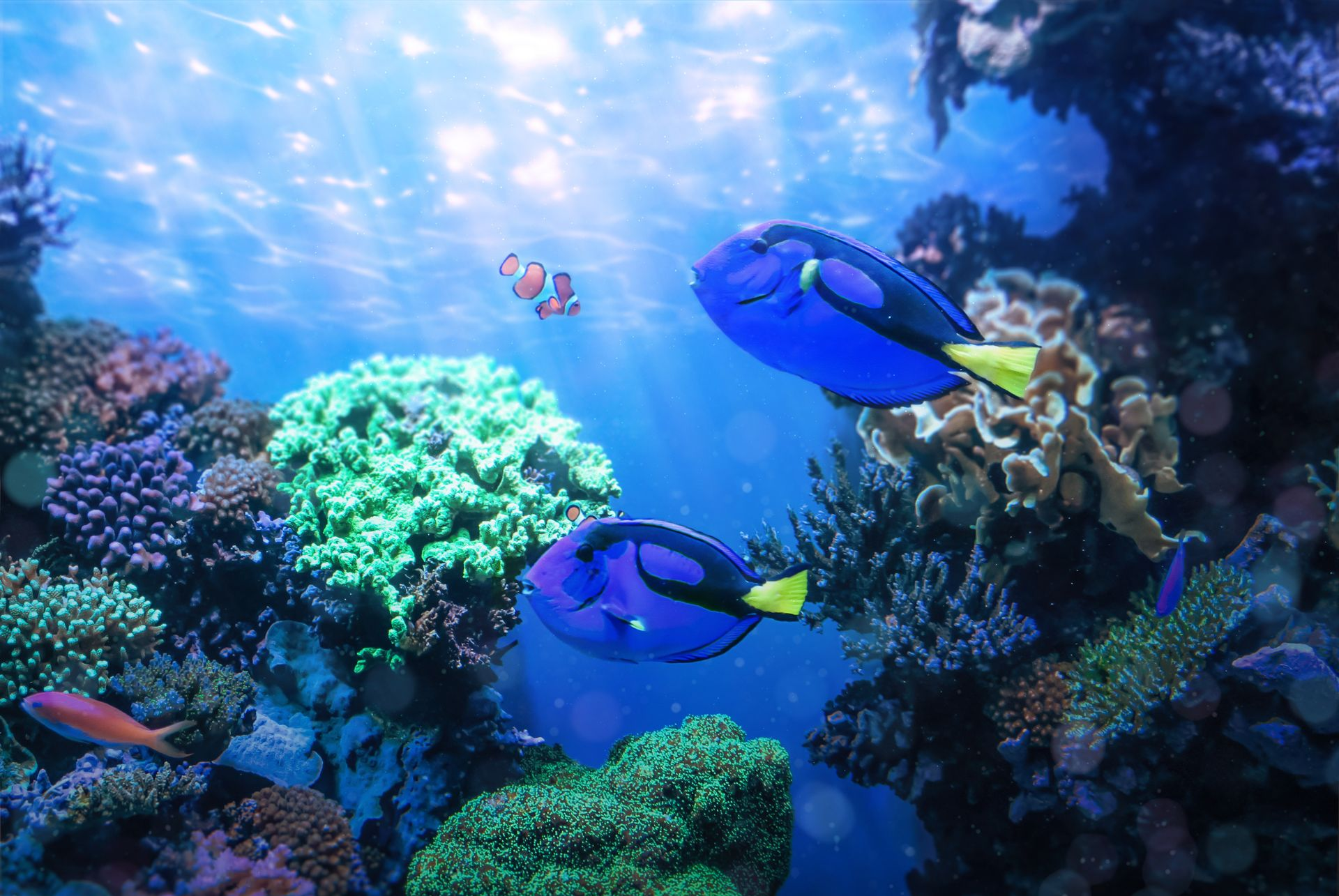Two blue tangs swimming over a colorful coral reef, with a clownfish in sunlit blue water
