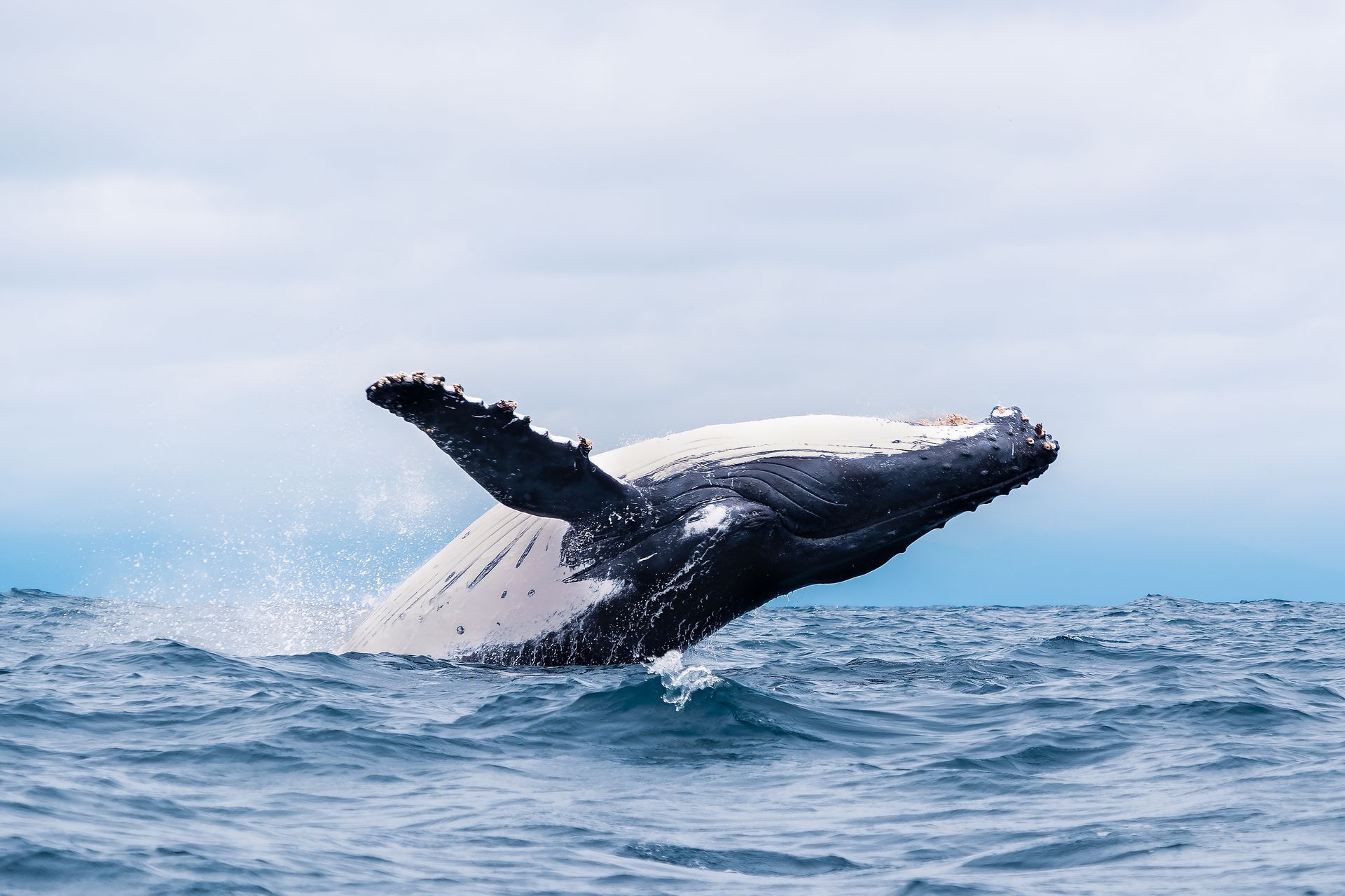 Humpback whale breaching above the ocean surface with water spraying around it