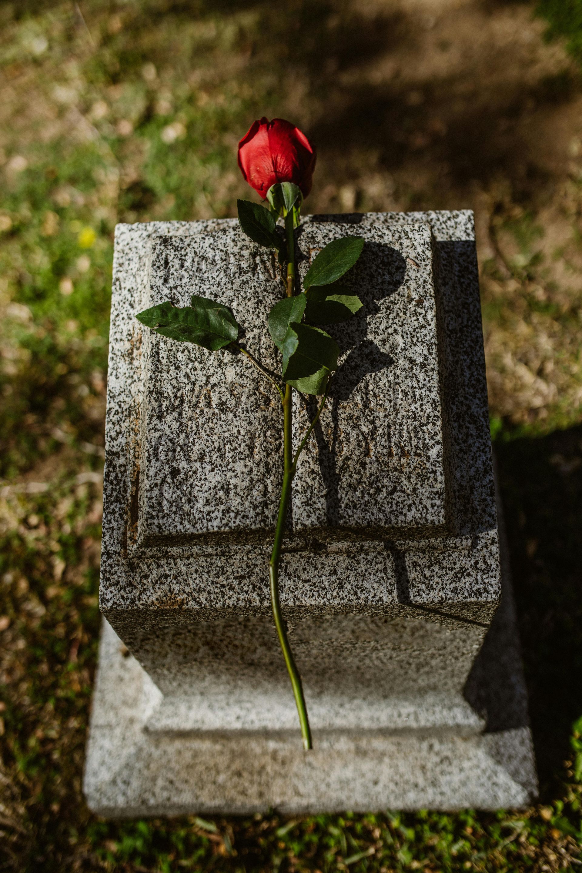 Red rose resting on a grey granite tombstone, outdoors in a grassy cemetery.