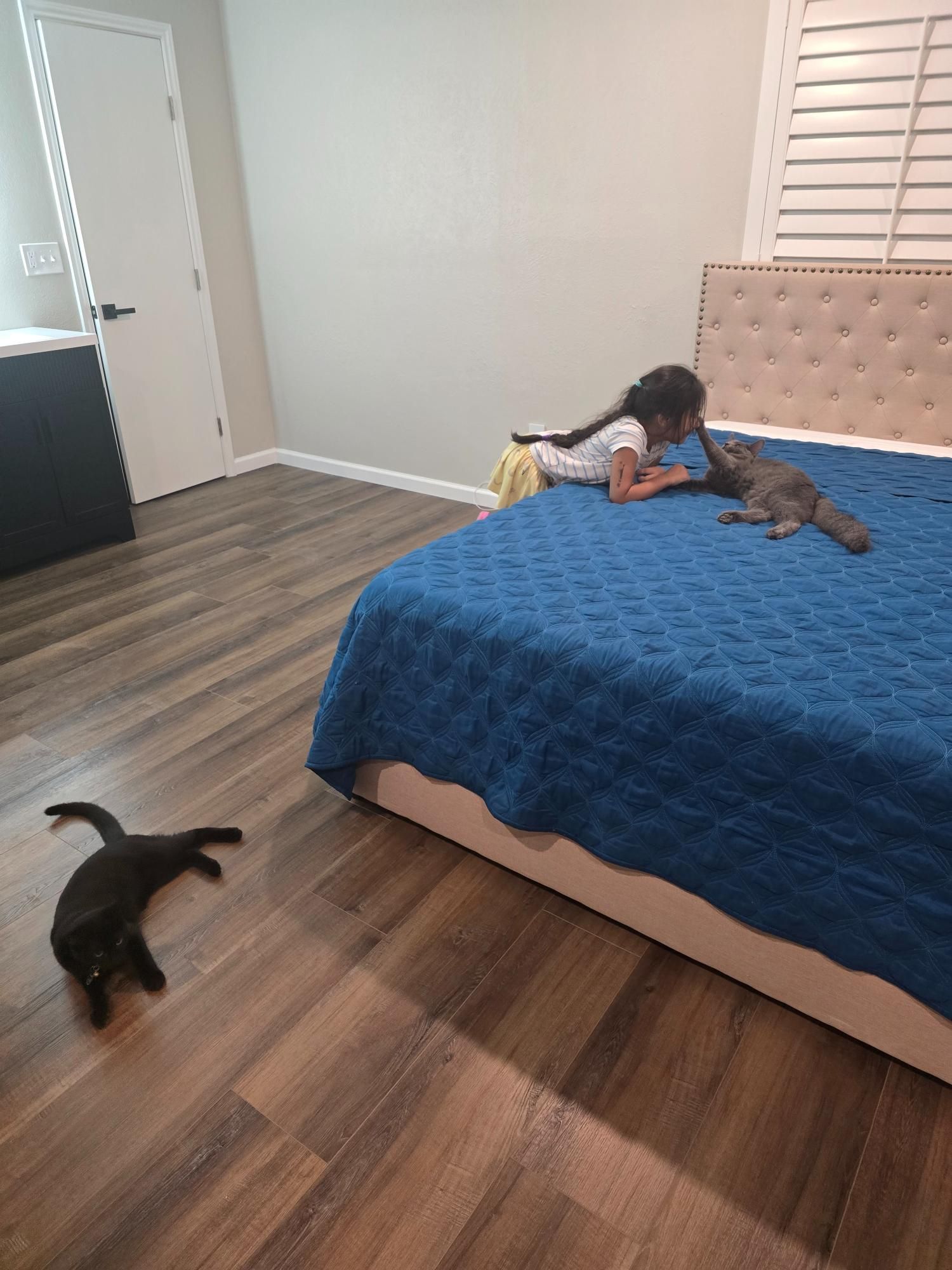 A girl petting a gray cat on a bed, with a black cat stretched out on the floor.
