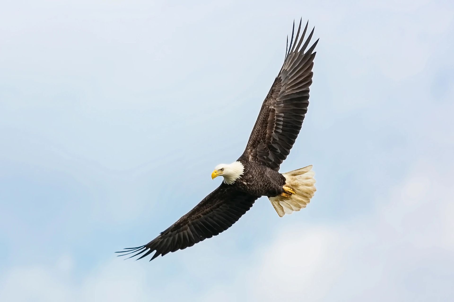 Eagle flying over Eagles Nest RV Park and Campground