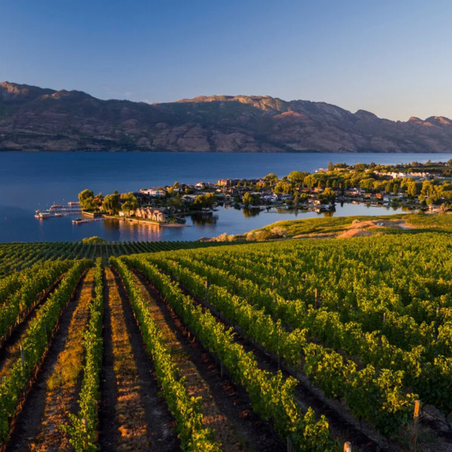 An aerial view of a vineyard with a lake in the background