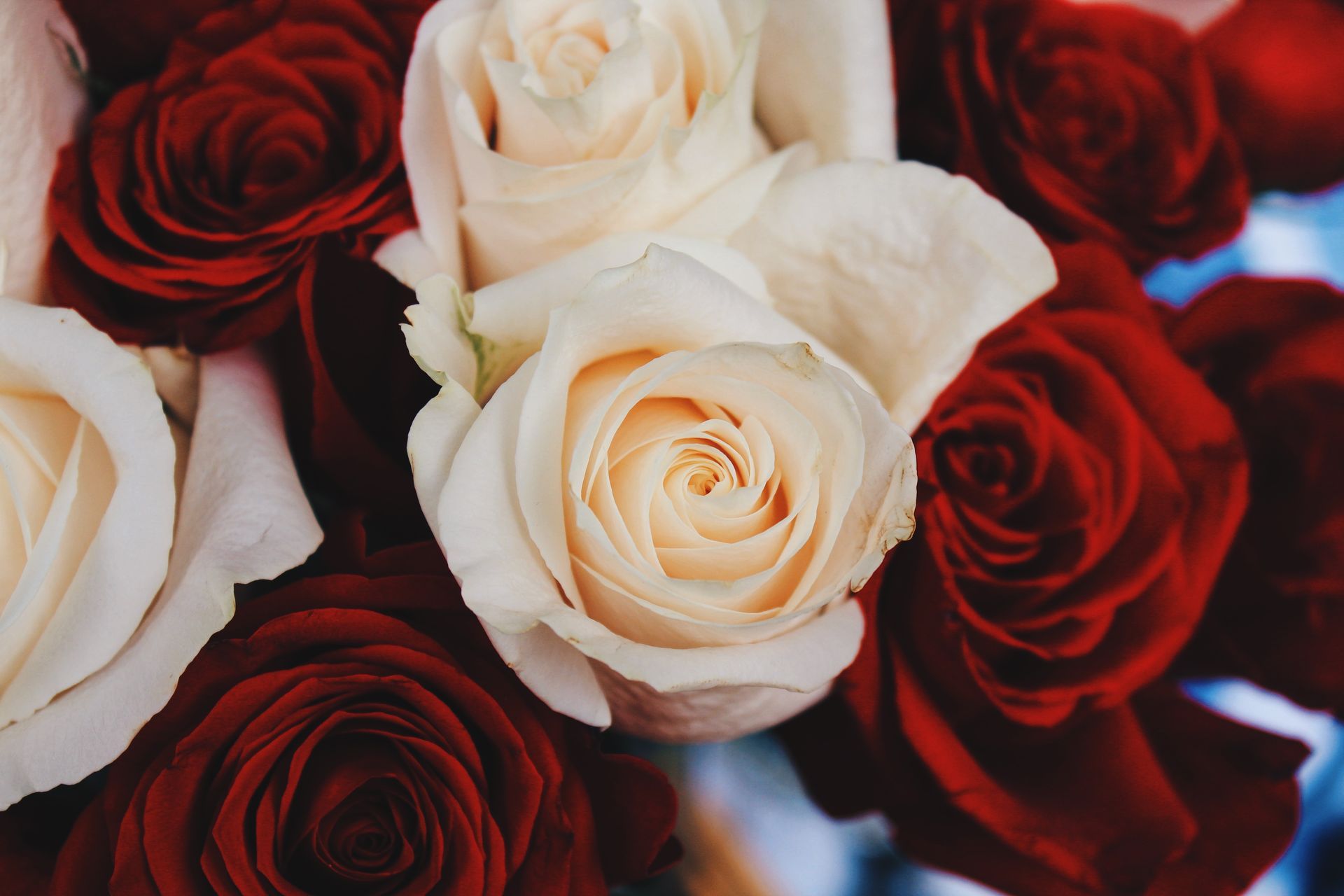 a close up of a bouquet of red and white roses .